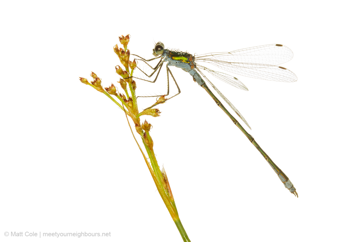 MYN Emerald Damselfly male